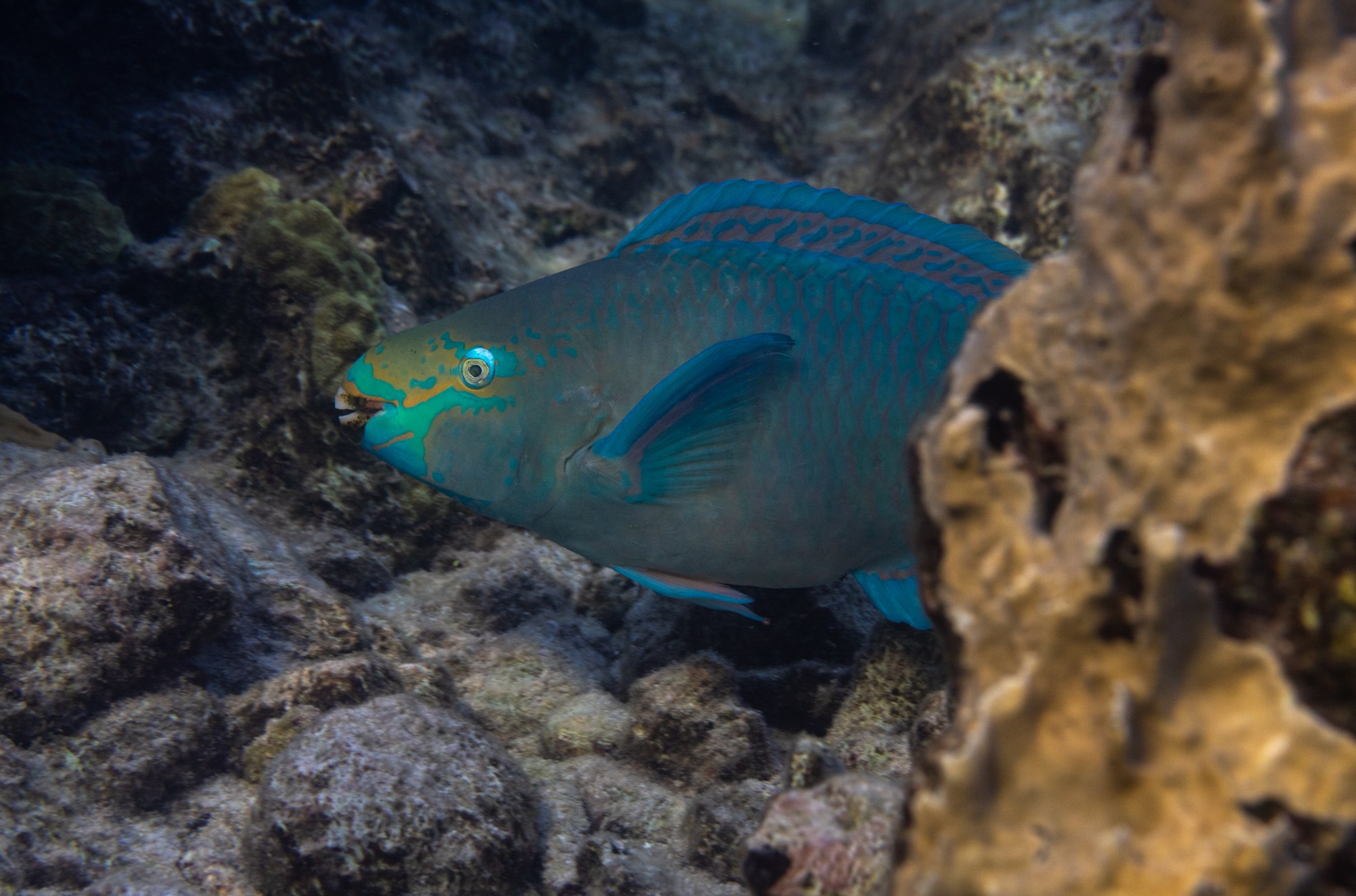 Adult queen parrotfish.