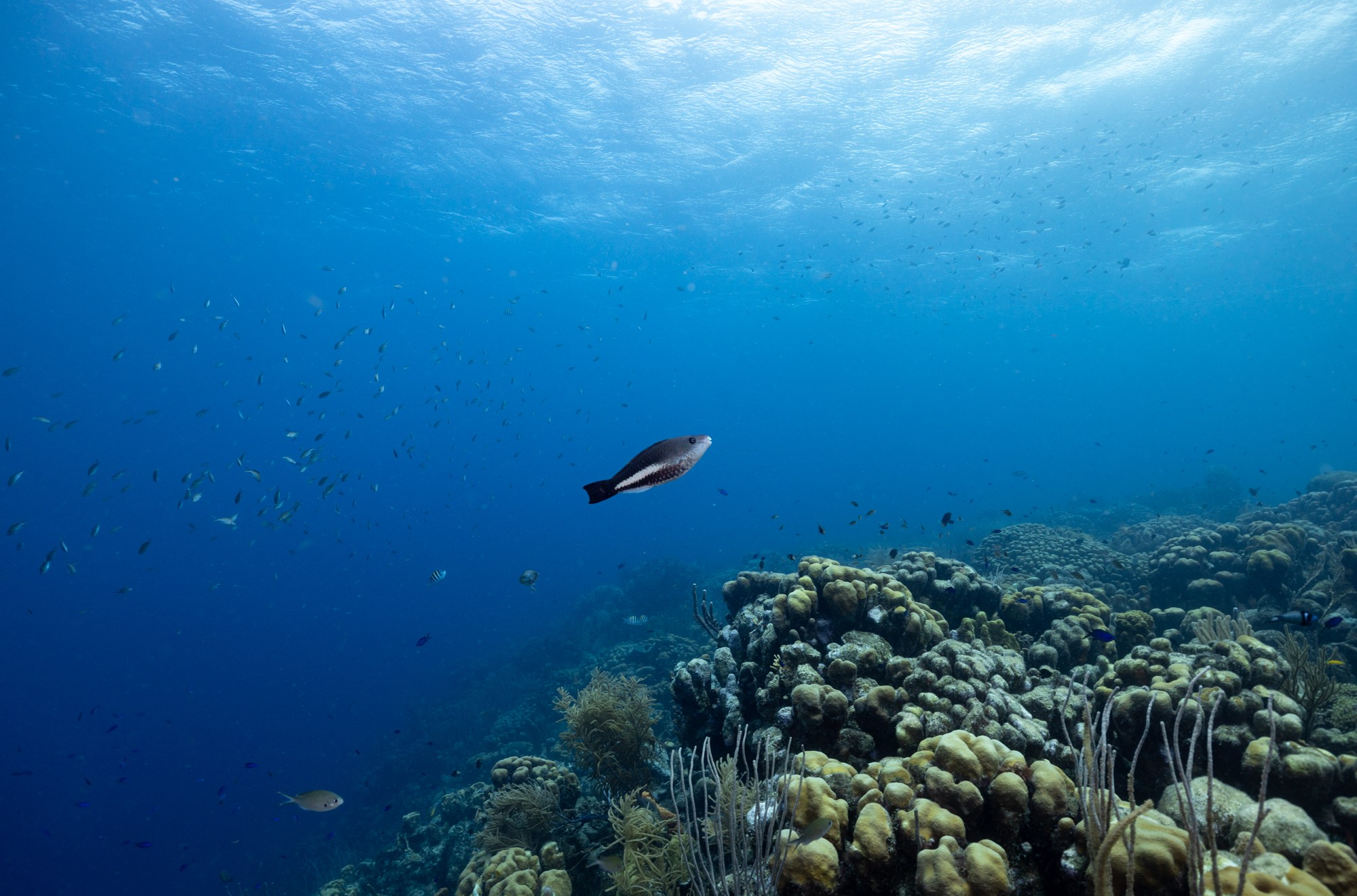 A tiny queen parrotfish cruises atop a coral reef on Bonaire.