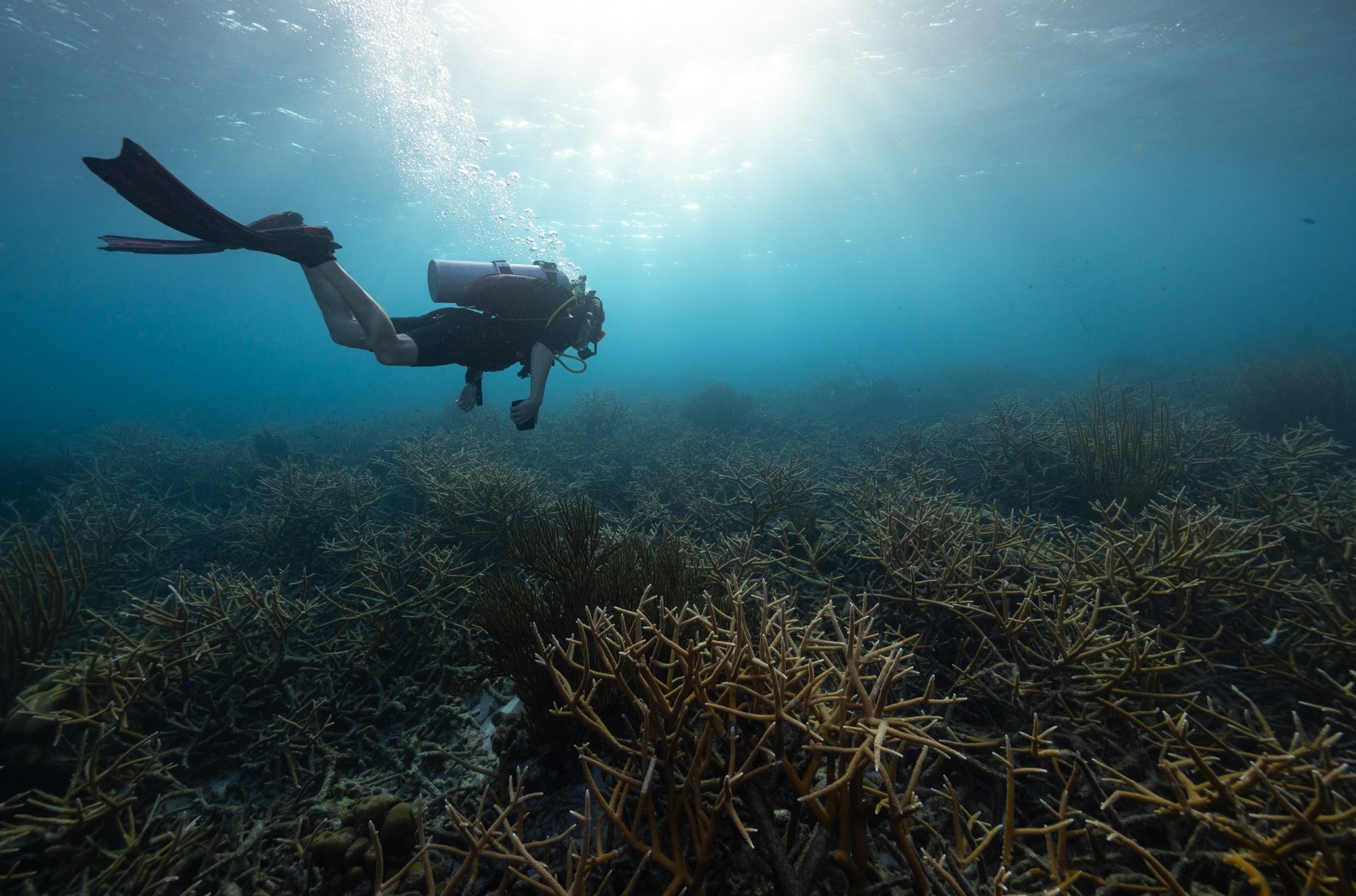 Author Benji Jones swims above Bonaire's staghorn coral fields.