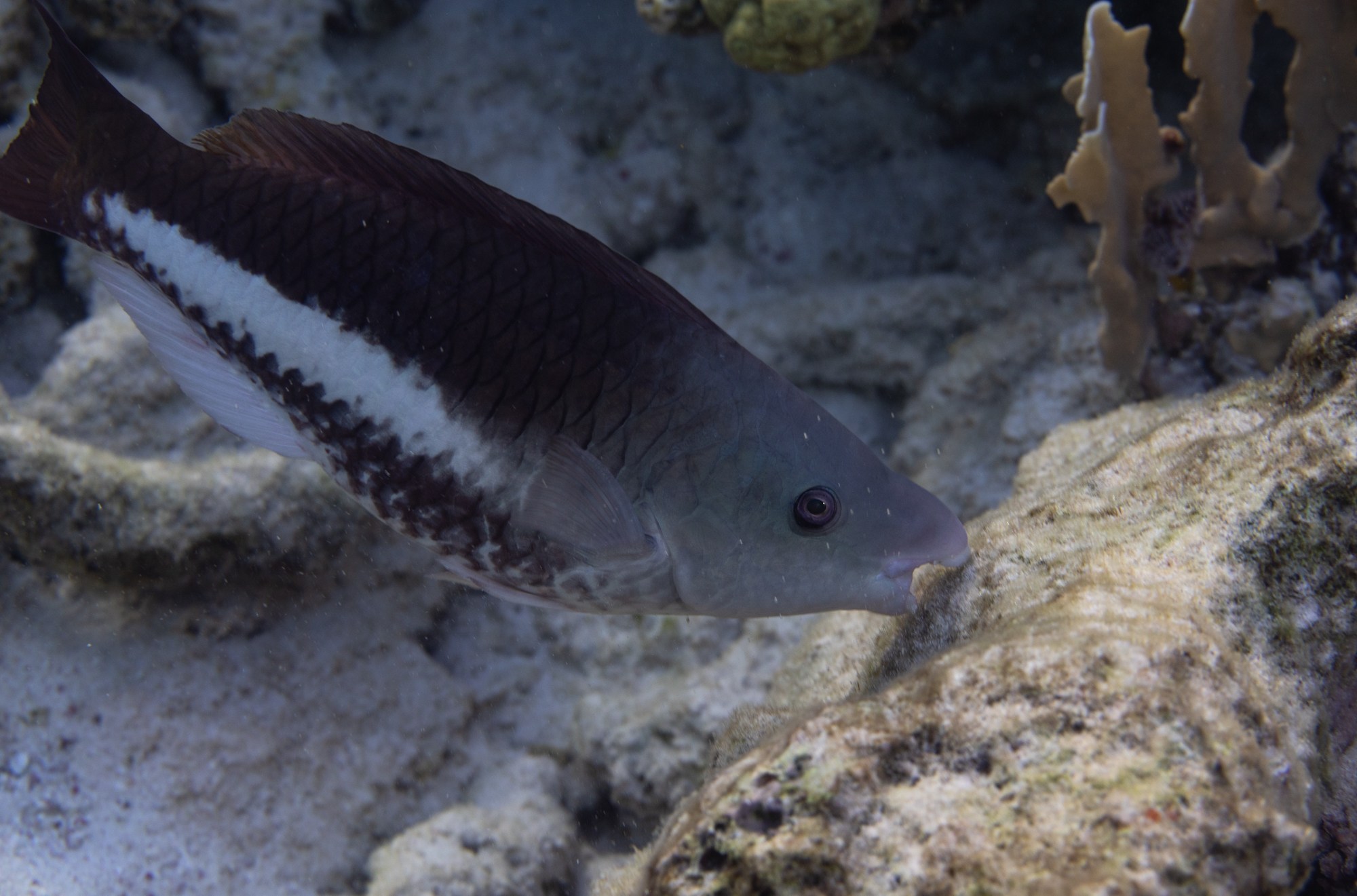 A parrotfish with its mouth on a rock.