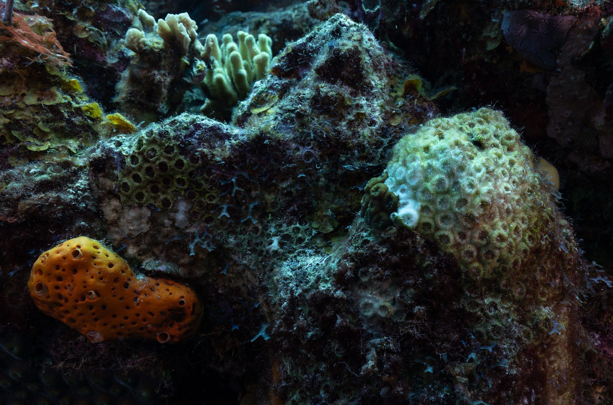 Dead and dying coral covered in algae.