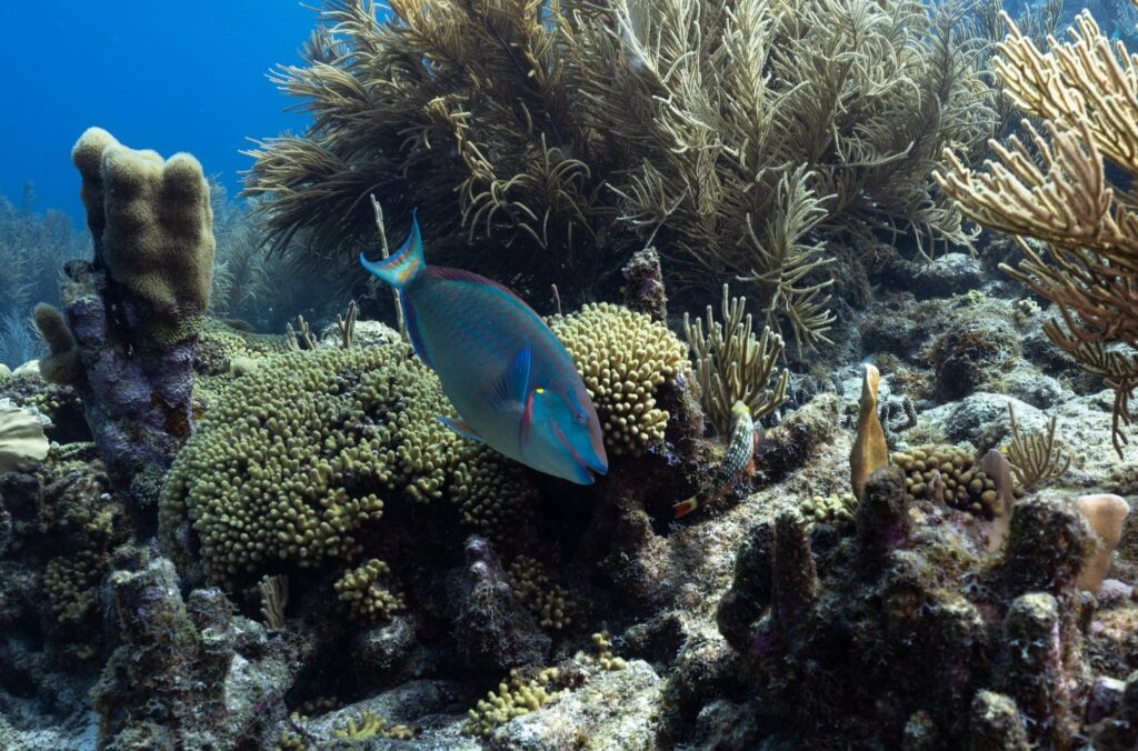 This clumsy fish works harder than you